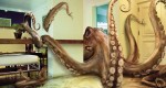 Octopus8Studios